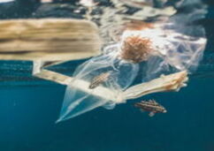 A plastic bag and a piece of wood are floating in the water, surrounded by small fish