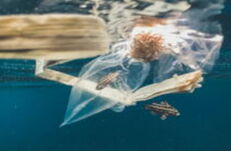 Plastiktüte und Holzstück treiben im Wasser, umgeben von kleinen Fischen